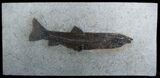 Exceptional Inch Notogoneus Fish Fossil #1387-1